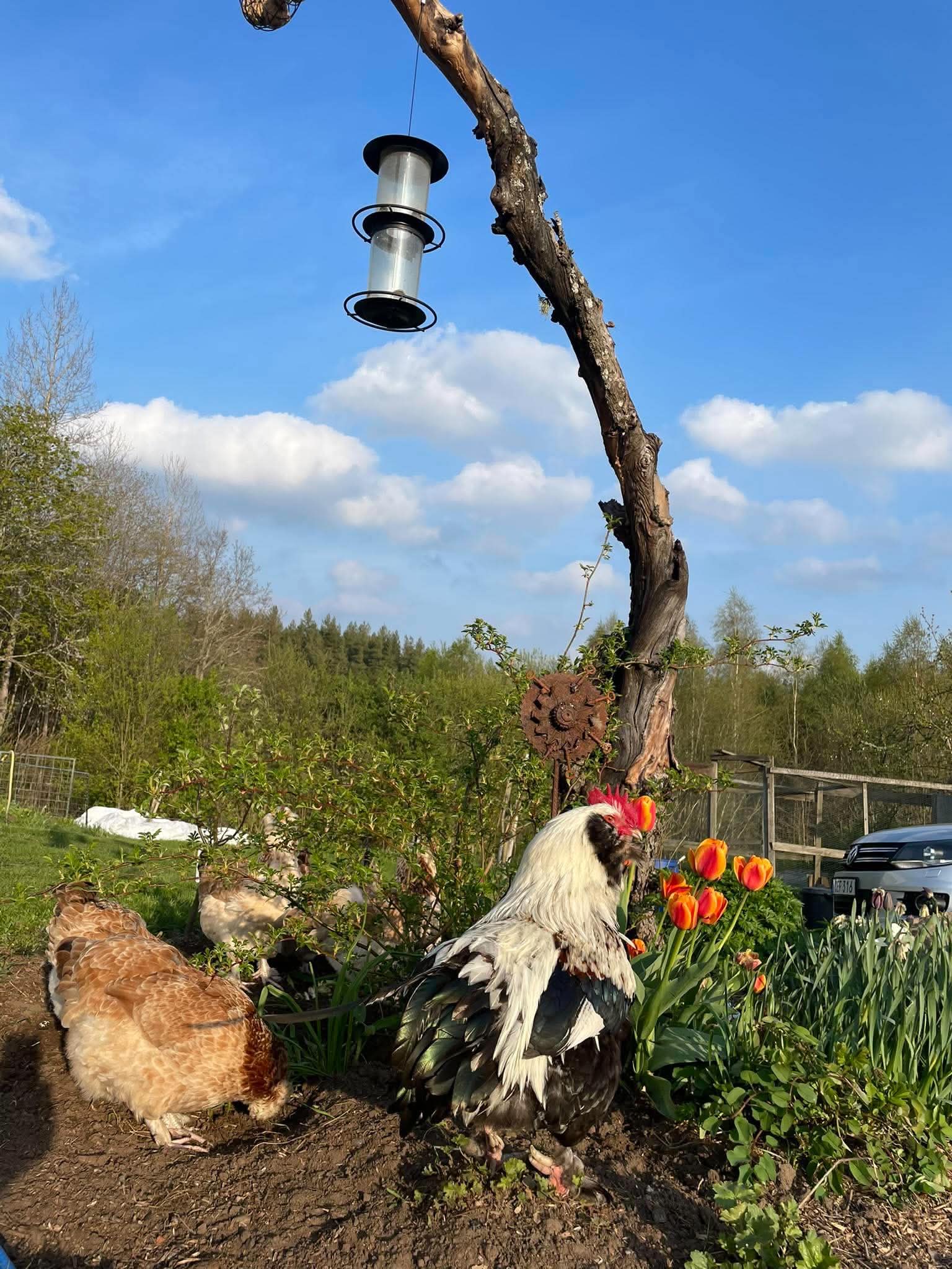 Tupp och hönor på gården